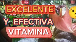 ANTURIOS TRATADOS con esta EXCELENTE Y EFECTIVA VITAMINA 🌺🪴Elimina el estrés en toda planta🪴 [upl. by Bennink]