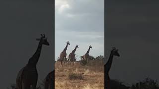 Giraffen in Kenya [upl. by Tioneb]