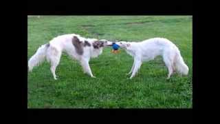 BORZOIS AT PLAY RUSSIAN WOLFHOUNDS [upl. by Cupo]