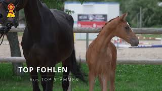 Hohenzollern Stars  Auktionstrailer [upl. by Kelsey]