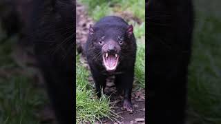 Four things you should know about Tasmanian Devil [upl. by Dnalyaw]