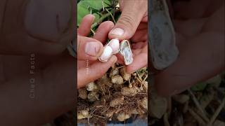 How to Grow Peanuts at Home 🥜 plants farming shorts [upl. by Lerrud350]