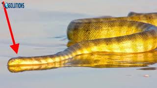 Annulated Sea Snake Hydrophis cyanocinctus [upl. by Bone]