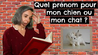 Quel prénom pour mon chien ou mon chat  🐶 🐱 [upl. by Esirec600]