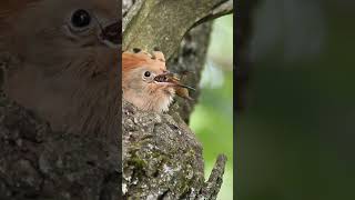 Удод кормит птенца  The hoopoe flew to the chicks birds wildlife hoopoe [upl. by Africa993]