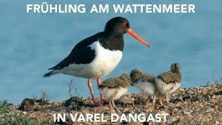 Frühlingsgefühle bei den Watvögeln am Wattenmeer in Dangast [upl. by Lorrayne440]