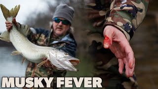 Musky Fever Fly Fishing an Apex Predator [upl. by Ardnasirk670]