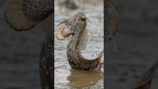 Mudskipper a fish that can walk and live on land [upl. by Harutek]