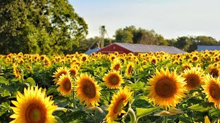 Sunflower Gardens Of Bad Homburg Germany 🇩🇪 [upl. by Akcimahs383]