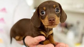 Funniest amp Cutest Dachshund Puppies 2 [upl. by Etoile]