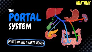 Portal Venous System EASY Scheme  Anatomy [upl. by Buff468]