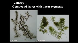 Identification of Featheryleaved Aquatic Plants [upl. by Alledi]