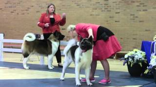 Akita Association Championship Show 2015 [upl. by Maidy]