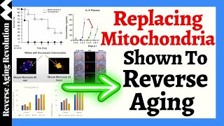 AGE REVERSAL Through Replacing MITOCHONDRIA [upl. by Yramesor]