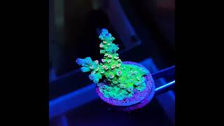 Acropora Tenuis Multicolor [upl. by Ingeberg]