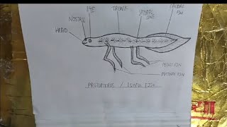 diagram of protopterus fishlungfishdiagram fishdiagramoflungfishprotopterus aquacultureshorts [upl. by Frye]