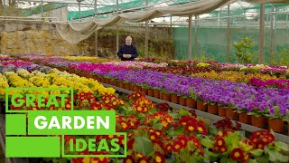 How to Grow and Care for Polyanthus  GARDEN  Great Home Ideas [upl. by Nylidam]