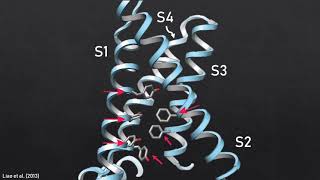 Its Hot Capsaicin Activation of the TRPV1 Receptor [upl. by Kennard729]