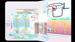 Lecture Video 9 Physiology of the Urinary System Part 2 [upl. by Halas308]