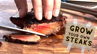 GROW YOUR OWN STEAK Lions Mane Mushroom Recipe  Wicked Kitchen [upl. by Whetstone]