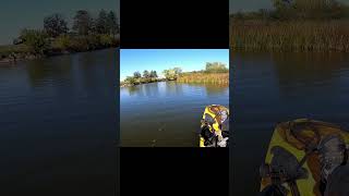 River Smallie Jumpingfighting youtubeshorts bassfishing fishing bassangler smallmouthbass [upl. by Egiap]