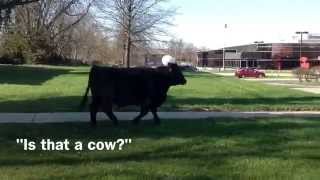 Runaway UK steer roped by rodeo team member [upl. by Zelig]