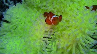 沖縄・慶良間ダイビングアリガー・唐馬 20161116 Diving in Okinawa Kerama Islands Ariga＆Touma [upl. by Karub382]