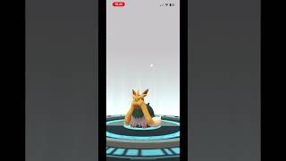 Evolving Herdier Shiny to Stoutland Shiny  Pokémon Go [upl. by Jsandye210]