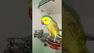 shama song shamaa parrot parrot 🦜🦜🥰🥰 [upl. by Gnil]