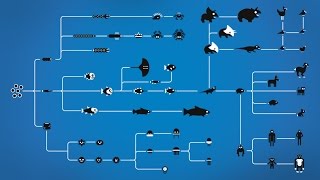 How Evolution works [upl. by Nylissej762]