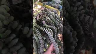 Cómo cuidar una crassula perforata plantas suculentas jardin trend plants trending garden [upl. by Vetter]