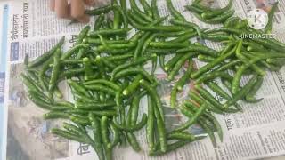 हिरव्या मिरच्या दीर्घकाळ टिकण्यासाठी उपाय  how to store Green Chilli  Hirwi Mirchi [upl. by Elvyn]