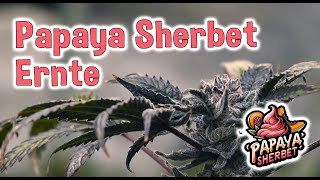 Papaya Sherbet Ernte [upl. by Yetnom94]