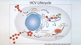 HIV Hepatitis C and Treatment [upl. by Atsok]