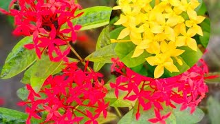 ixora coccinea flowers [upl. by Oderfla]