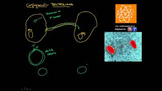 Conjugación bacteriana [upl. by Asirak]