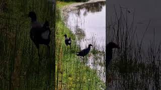 Two purple swamphen searching for food wetlands wildbirds [upl. by Azaria]