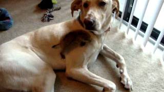 Prairie dog playing with lab [upl. by Alysa]