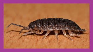 Woodlice [upl. by Lisab]