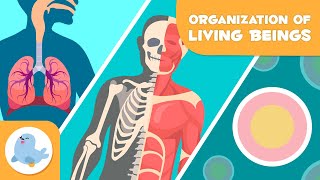 Organization of Living Beings 🦠🦴🧍🏻♂️ Cells Tissues Organs Organ Systems and Organisms 🔬 [upl. by Laekim285]