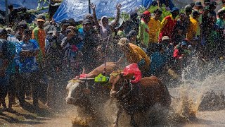 Mooving Fast Cow Racing at Probolinggo Indonesia [upl. by Griff]