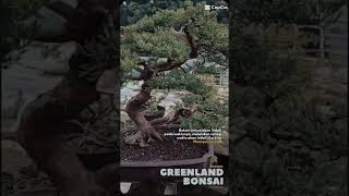 Juniperus Chinensis 1000subscriber [upl. by Marlie]