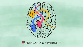 How the brain learns to read [upl. by Annoval]