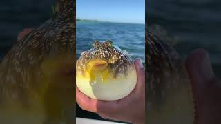 Interesting Find 👀 While Fishing at Anclote Key New Port Richey 🐟 [upl. by Critta]