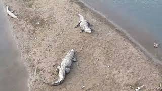 Gharial Crocodile Mugger crocodile  Biggest Crocodile in Chitwan  Biggest Alligator in Nepal [upl. by Kiehl]