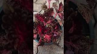 Rare Coleus ആണ് onlineplants wtsp9947132040 [upl. by Perdita]