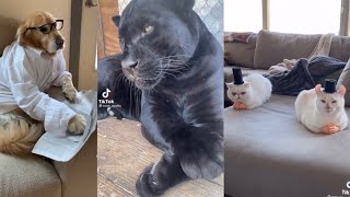 Look At This Distinguished Gentleman Look At The Way He Is Sitting  TikTok Pet Trend [upl. by Natsrik]