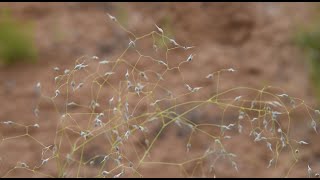 A guide to common grasses of Southern Utah [upl. by Glad347]