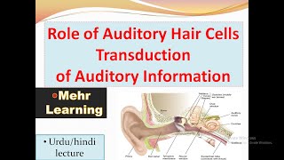 Auditory hair cells Cilia role in transdustion of auditory information  urduhindi [upl. by Airam]