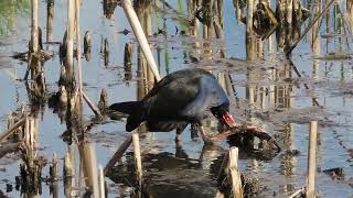 Nature video A Purple Swamphen feeding [upl. by Idoj]